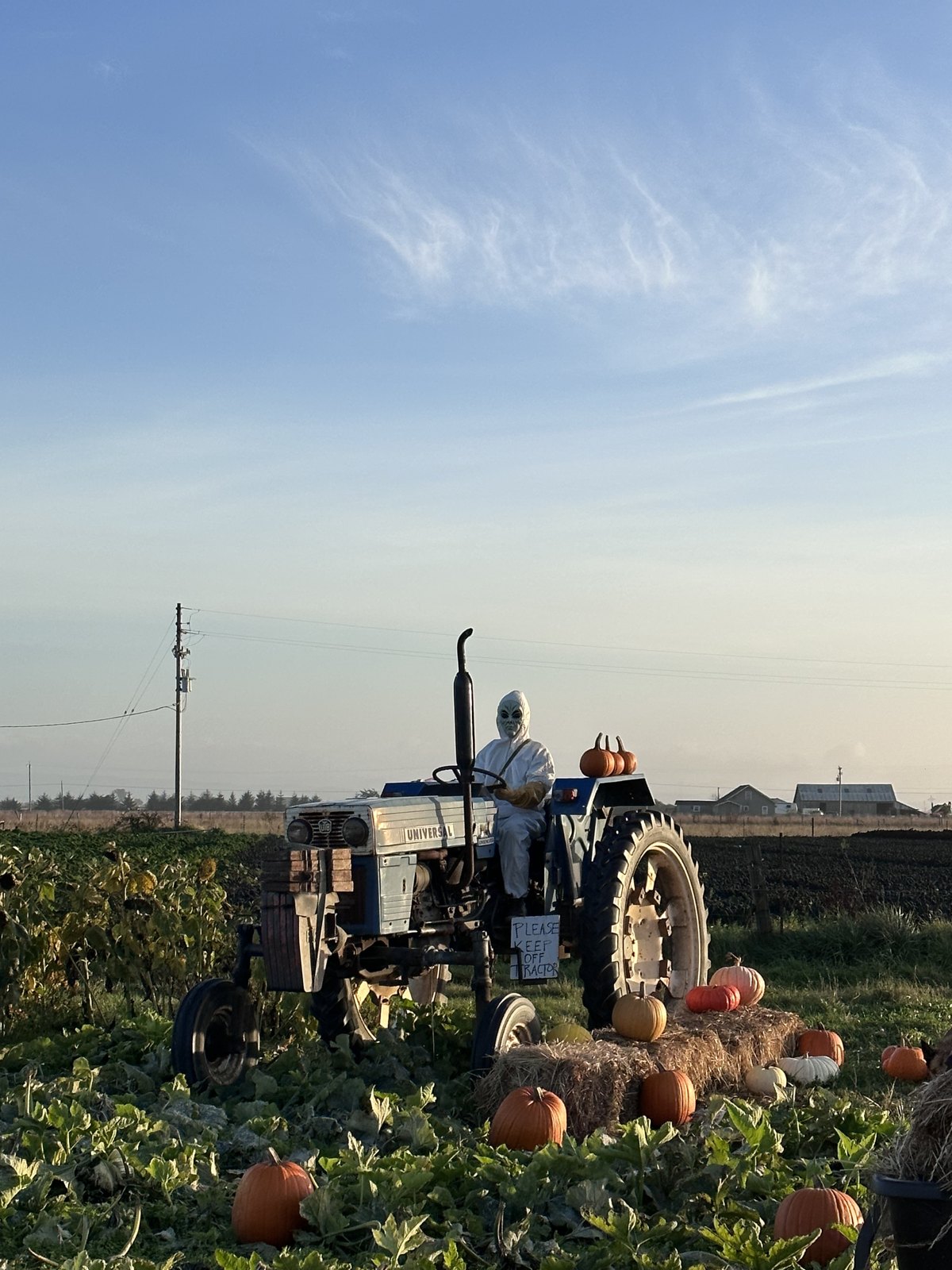 Costumed figure on the farm tractor beside the pumpkin patch